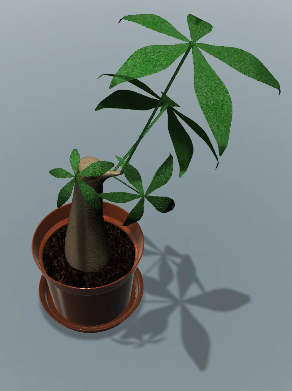monstera dilacerata Monstera Burle Marx Flame A  Angie's Planties