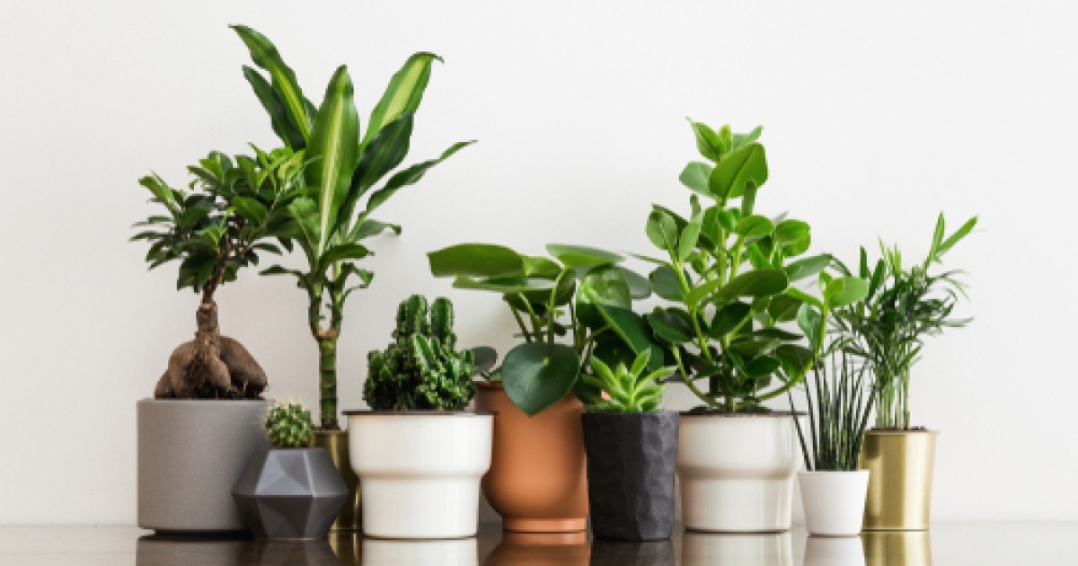 Buy indoor plants online Autodesk Community Gallery